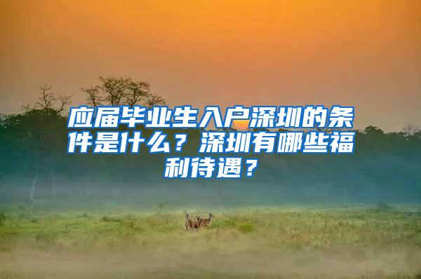 应届毕业生入户深圳的条件是什么？深圳有哪些福利待遇？